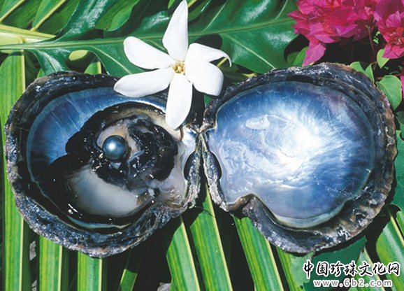 8个贴心Tips选购南太平洋黑珍珠二